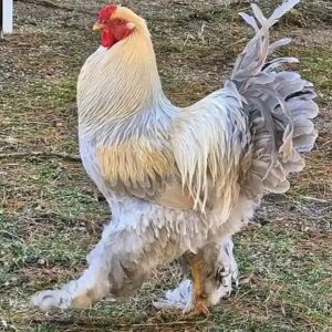 Brahma Chicken for Sale