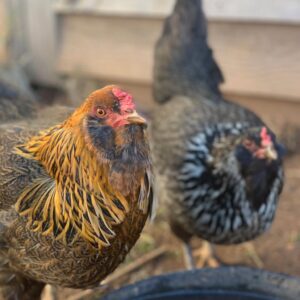 Easter Egger Chicken