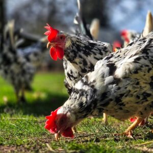 Exchequer Leghorn Chicken