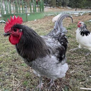 Jersey Giant Chicken