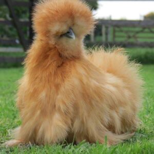Silkie Chicken