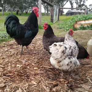 Australorp Chicken for Sale