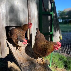 Welsummer Chicken for Sale