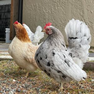 Serama Chicken for Sale