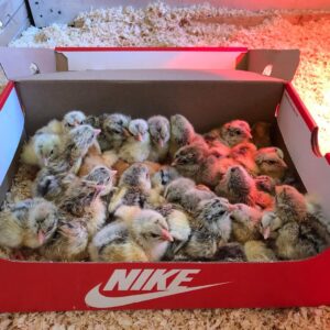 Day-Old Chicks for Sale