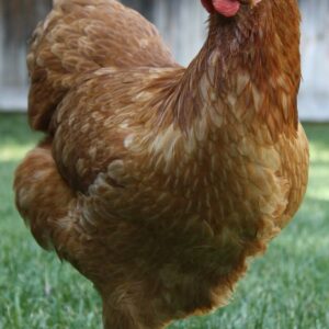 Lohmann Brown Chickens