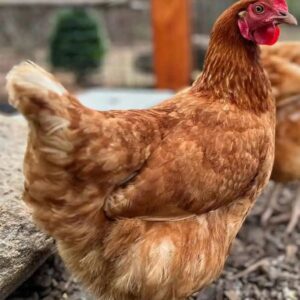 Golden Comet Chickens