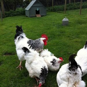 Light Sussex Chickens