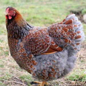 Wyandotte Chickens (All Colors Available)