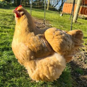 Buff Orpington Chickens